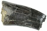 Partial, Serrated Tyrannosaur Tooth - Two Medicine Formation #263783-1